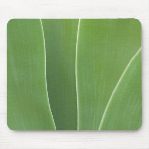Agaveplant Close-up Muismat