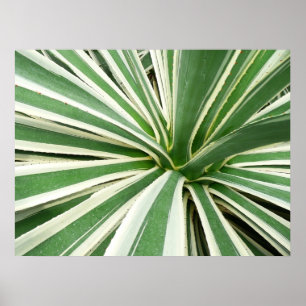 Agaveplant groen en wit gestreept poster