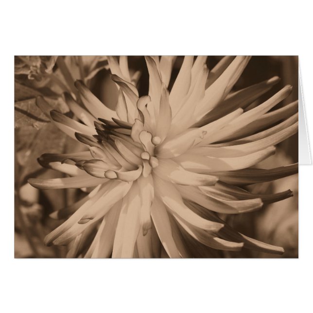 Aged Sepia Dahlia Flower Photography Card (Voorkant Horizontaal)