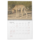 Agenda 2011 van Azawakh Kalender (Feb 2027)