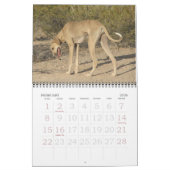 Agenda 2011 van Azawakh Kalender (Feb 2026)