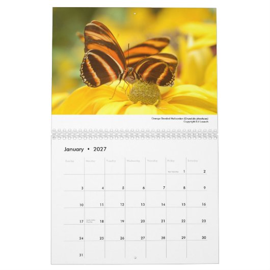 Agenda 2013 - Butterflies and Moths Kalender (Jan 2027)