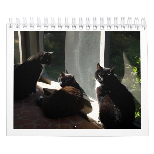 Agenda 2013 - Vijf fijne Felines Kalender (Hoes)