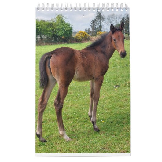 Agenda 2023 Mares and Foals Kalender (Hoes)