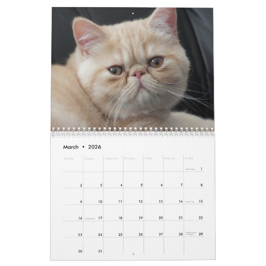 Agenda 20xx - Kute Kittens en Katten Kalender (Mar 2026)