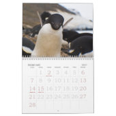 Agenda Antarctica Penguins Kalender (Feb 2027)