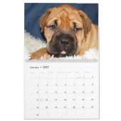 Agenda Bullmastiff 2016 Kalender (Jan 2027)