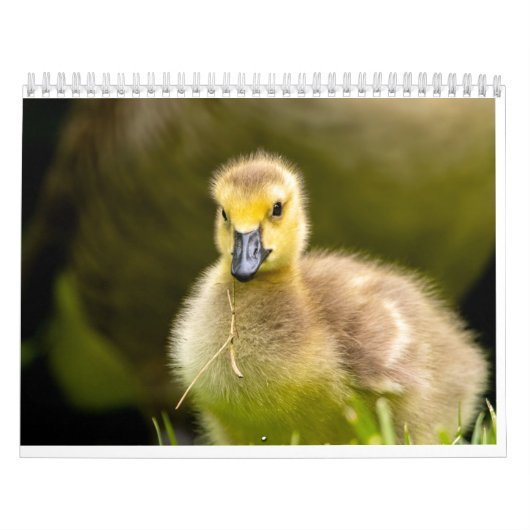 Agenda Kalender (Hoes)