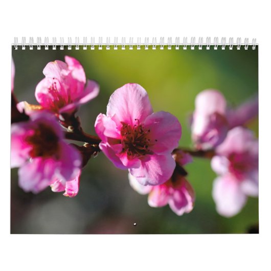 Agenda Kalender (Hoes)