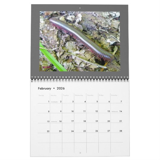 Agenda - Mooie bugs Kalender (Feb 2026)