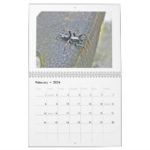 Agenda - Spiders Galore Kalender (Feb 2026)