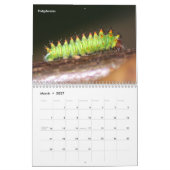 Agenda voor backyard Series Caterpilars Kalender (Mar 2027)