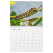 Agenda voor backyard Series Caterpilars Kalender (Jan 2027)