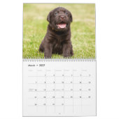 Agenda voor labrador Retriever-honden - Kalender (Mar 2027)