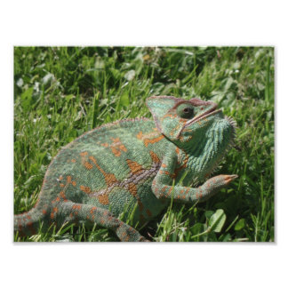 Aggressive Chameleon Photo Print Foto Afdruk