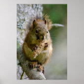 Agile Brown Squirrel in Alberta Poster (Voorkant)
