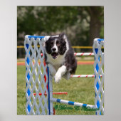 Agility Border Collie Poster (Voorkant)