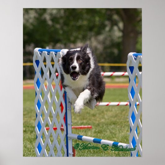 Agility Border Collie Poster (Voorkant)