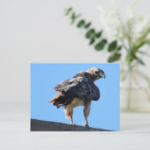 Agitated Red Tail Hawk Briefkaart (Staand voorkant)