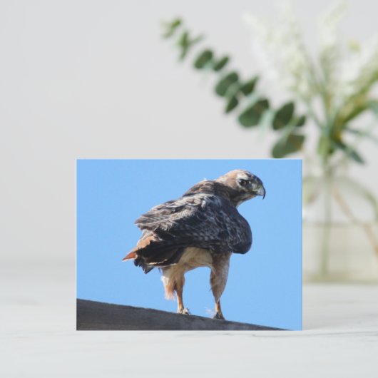 Agitated Red Tail Hawk Briefkaart (Staand voorkant)