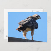 Agitated Red Tail Hawk Briefkaart (Voorkant / Achterkant)