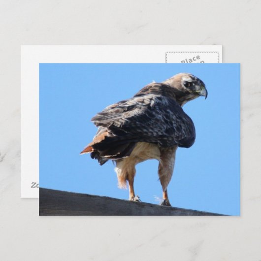 Agitated Red Tail Hawk Briefkaart (Voorkant / Achterkant)