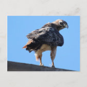 Agitated Red Tail Hawk Briefkaart (Voorkant)