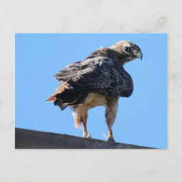 Agitated Red Tail Hawk Briefkaart