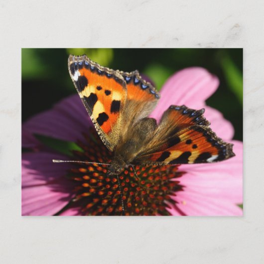 Aglais urticae briefkaart (Voorkant)