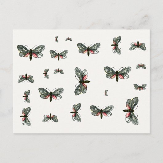 Aglaope infausta - Almond-Tree Leaf Skeletonizer Briefkaart (Voorkant)