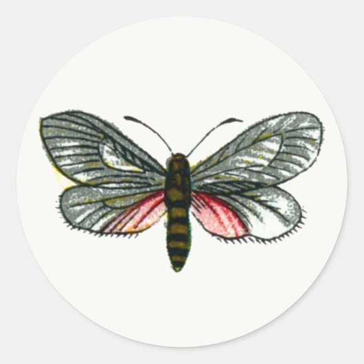 Aglaope infausta - Almond-Tree Leaf Skeletonizer K Ronde Sticker (Voorkant)