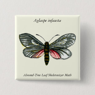 Aglaope infausta - Almond-Tree Leaf Skeletonizer Vierkante Button 5,1 Cm
