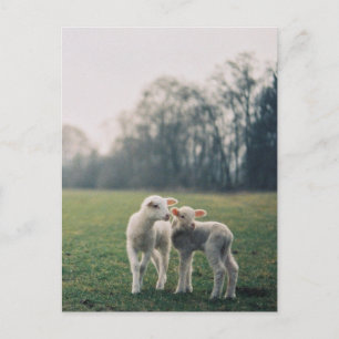 Agneaux Briefkaart