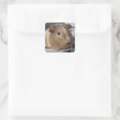 Agouti Guinee met roze ventilator Vierkante Sticker (Tas)