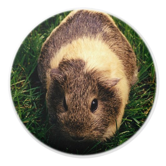 Agouti Guinee Varkens in de gras Keramische Knop (Voorkant)