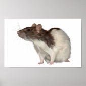 Agouti Hooded Rat Poster (Voorkant)