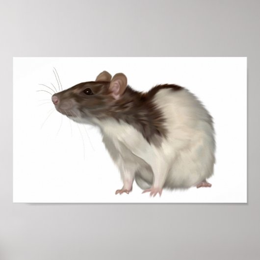 Agouti Hooded Rat Poster (Voorkant)