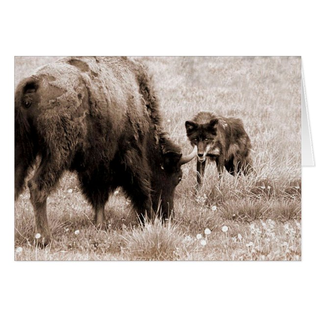 Agressieve bizon en zwarte wolf (Voorkant Horizontaal)