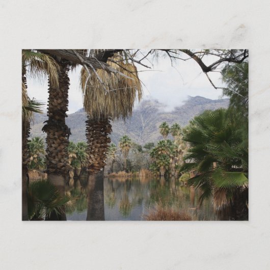 Agua Caliente Park Tucson Az Briefkaart (Voorkant)