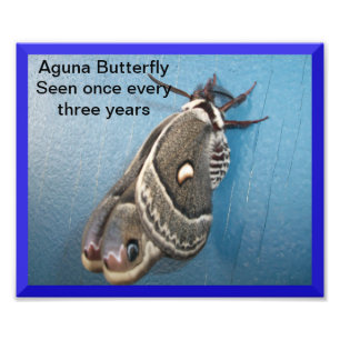 Aguna Butterfly Fotouitbreiding Foto Afdruk