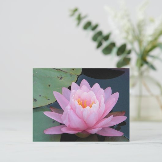 AH-Roze Briefkaart Lily Water (Staand voorkant)