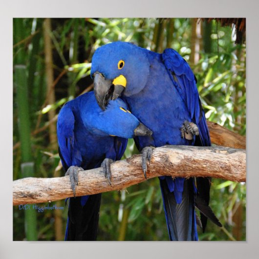 Ahh Rechts Poster (Voorkant)