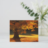 Ahornboom, Bennington, Vermont Briefkaart (Staand voorkant)