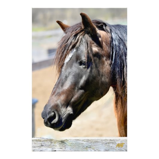 AHT Horse Rescue Foto Afdruk (Voorkant)