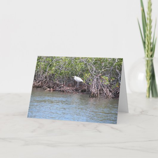 Aigrette in Mangroven Kaart (Voorkant)