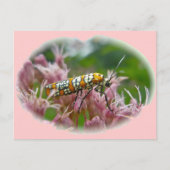 Ailanthus Webworm Moth (Atteva punctella) Briefkaart (Voorkant)