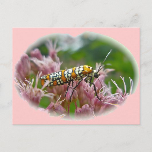 Ailanthus Webworm Moth (Atteva punctella) Briefkaart (Voorkant)