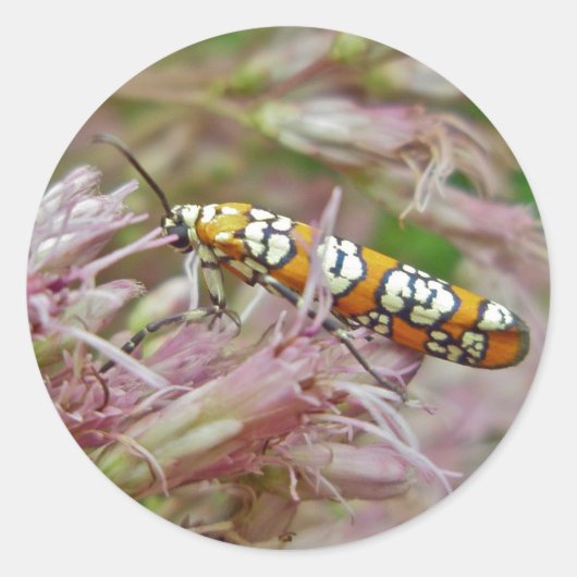 Ailanthus Webworm Moth (Atteva punctella) Ronde Sticker (Voorkant)