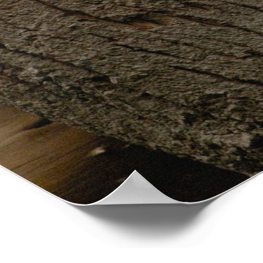 Ailuropoda melanoleuca) 3 poster (Hoek)