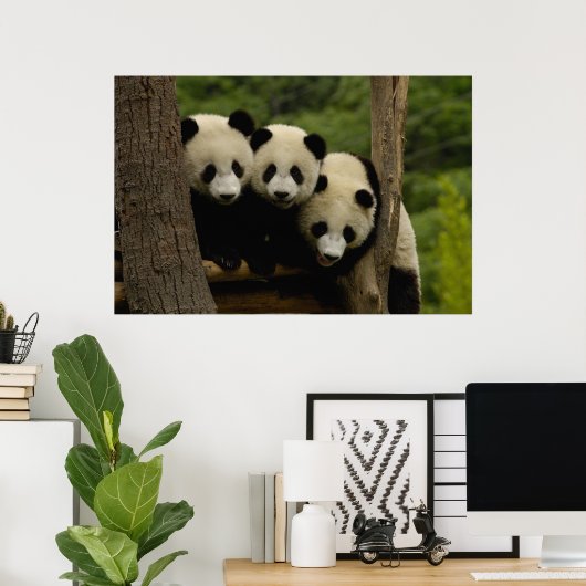 Ailuropoda melanoleuca) 3 poster (Thuiskantoor)